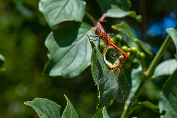 sympétrum sanguin accouplement