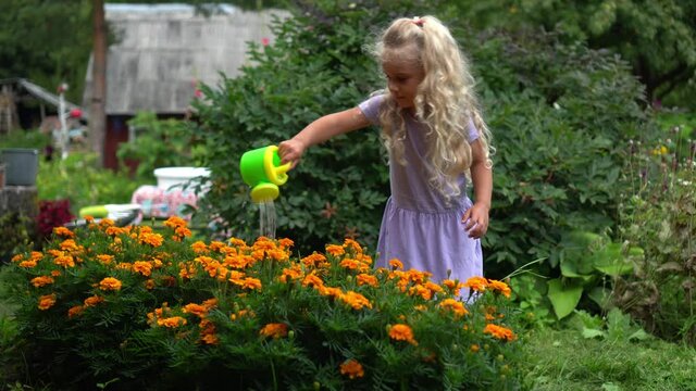 Little blond girl in dress watering flowers with small watering can in garden