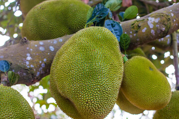 A pineapple hanging on a tree before it ripens