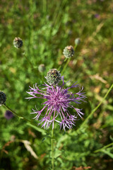 Centaurea scabiosa