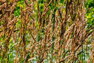 groupe de graminées hautes 