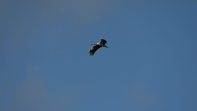 White stork (Ciconia ciconia) flying in the blue evening sky