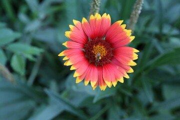 Red and yellow daisy in the garden, flower, nature, yellow, plant, garden, summer, flora, green, bloom, blossom, orange, petal