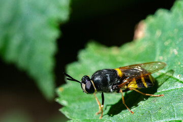 syrphe