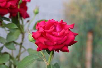 Lovely lonely red rose in the park, plant, green, flowers, love, beautiful, beauty, flora, summer, roses, bloom, 