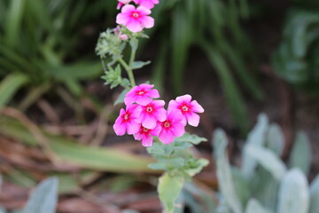 pink flowers in the garden, nature, plant, blossom, summer, bloom, beautiful, flora