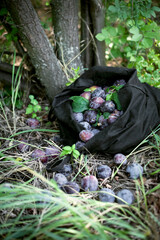 organic ripe plums on grass in an orchard