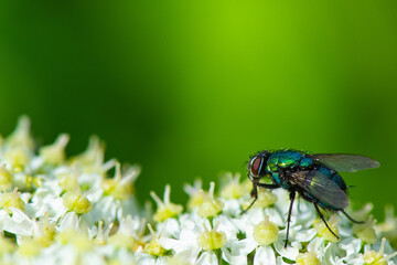mouche vert pollinisant  une ombéliforme