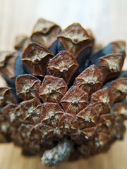 A closeup shot of the back of a pine cone. 