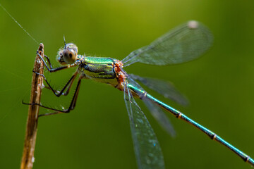 Leste vert