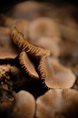 Brown mushrooms in the garden. Close up photo  of mushrooms.