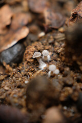 Brown mushrooms in the garden. Close up photo  of mushrooms.