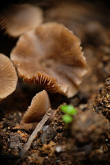 Brown mushrooms in the garden. Close up photo  of mushrooms.