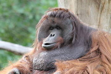 Borneo-Orang-Utan