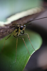 Beautiful black butterfly on green leaves. Close up of black butterfly.