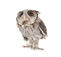 Owl isolated on a white background