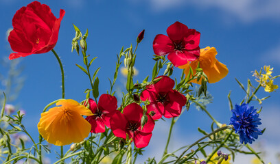 Obraz premium glückwünsche