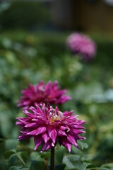 Obraz premium Light Purple Flower of Dahlia in Full Bloom 
