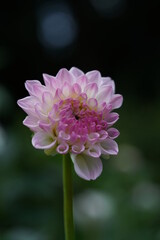 Faint Pink Flower of Dahlia in Full Bloom
