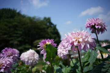 Obraz premium Variegated, White and Purple Flower of Dahlia in Full Bloom 