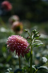Light Purple Flower of Dahlia in Full Bloom
