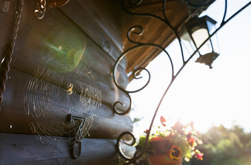 Spider web with a spider in the sun, on a wooden wall at home