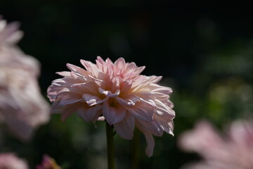 Faint Pink Flower of Dahlia in Full Bloom
