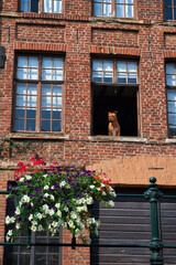 Fototapeta na wymiar Brown pitbull terrier standing in an open window on the first floor of an old brick stone building , low angle view