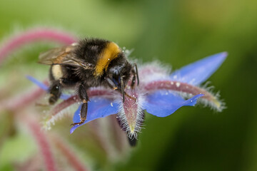 hummel