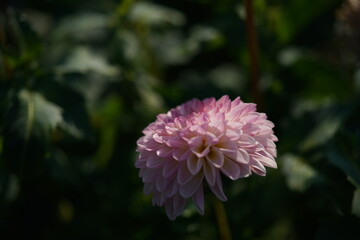 Faint Pink Flower of Dahlia in Full Bloom
