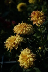 Cream Flower of Dahlia in Full Bloom
