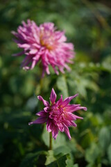 Fototapeta premium Light Purple Flower of Dahlia in Full Bloom 