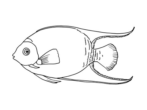 Hand drawn outline of a fish, drawing in Doodle style. Illustration for coloring, tattoo or logo.