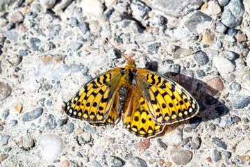 Pearl-bordered Fritillary (Boloria selene) resting on stones