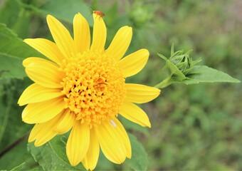 Sonnenblumenstaude, Sonnenblumenbusch die modernen Sonnenblumen