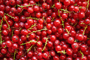 Ripe and fresh red currants, sour fruit. Texture and pattern background.