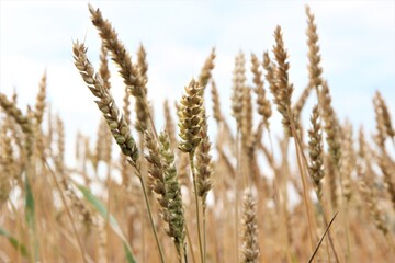 reifer Weizen fertig zum Dreschen, Weizenfeld, Weizenähren