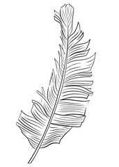 Coloring book Tropical palm leaf drawn by line set on white background. 