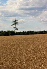 Einsamer alter Baum, Kiefer, Nadelbaum mit kahlen Ästen Weizenfeld und blauer Himmel mit Wolken