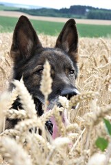 Deutscher Schäferhund Portrait sitzt im Weizenfeld Hund Ernte Hundefutter mit oder ohne Weizen