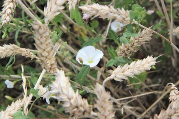 Weizenfeld mit viel Unkraut befallen, Weizenähren Spritzmittel