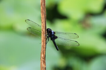 棒の中ほどにとまるシオカラトンボ