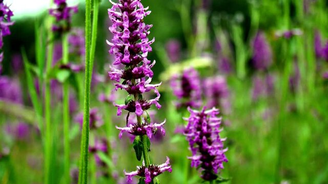Kwitnąca Krwawnica pospolita (Lythrum salicaria L.) jest często odwiedzana przez r&oacute;żne owady