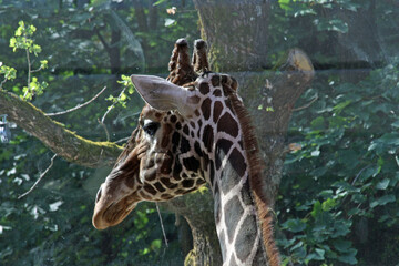 Rothschildgiraffe © Stephan von Mikusch