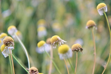 Kamillenblumen Wiese verblüht im Spätsommer