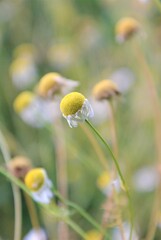 Kamillenblumen Wiese verblüht im Spätsommer