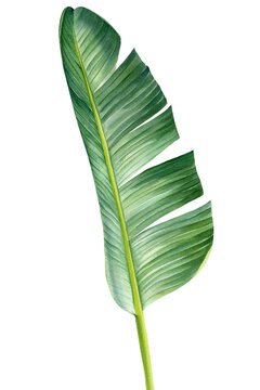 Banana palm leaf on a white background. Watercolor hand painted, botanical illustration