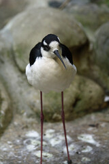 Schwarznacken-Stelzenlaeufer