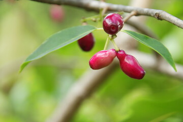 Young pink fruit of Jambolan plum or Java plum are on small brown branch and blur background, Thailand.