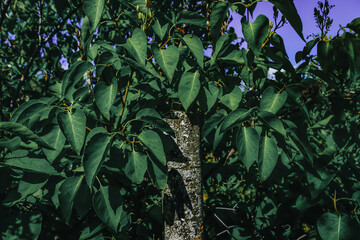 beautiful leaves with morning dew